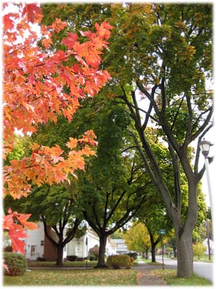 autumntreetrunks