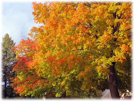 Autumn Colors in my Neighborhood